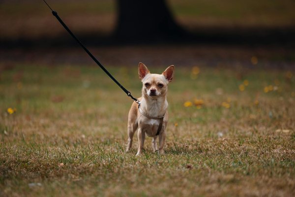 What Role Do Electric Vehicles Play in Shaping the Future of the UK's Transport System?